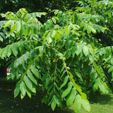 Juglans ailantifolia (Japanese Walnut)