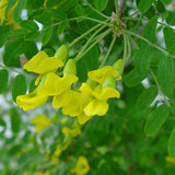 Caragana arborescens (Siberian Pea Tree)