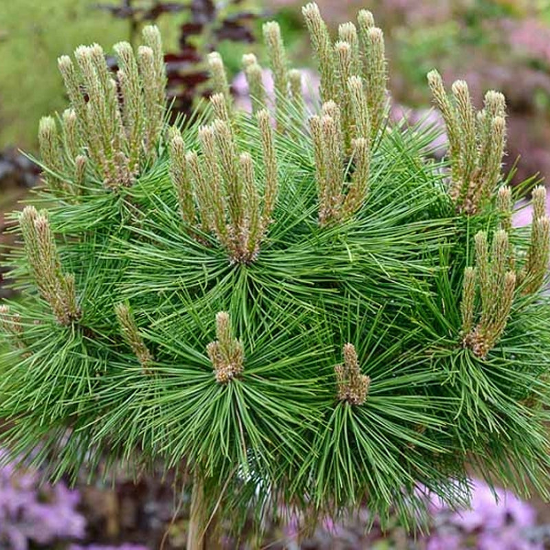 Pinus densiflora (Japanese Red Pine) – MySeedsCo