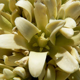 Yucca brevifolia (Joshua Tree, Yucca Palm, Tree Yucca)