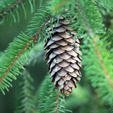 Picea abies Southern Europe (Southern European Spruce)