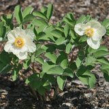 Paeonia mlokosewitschii (Molly the Witch Peony)