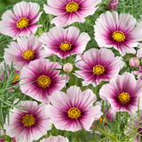 COSMOS bipinnatus 'Daydream' (Cosmos, White w/Rose Blush)