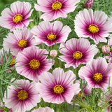 COSMOS bipinnatus ('Daydream' Cosmos, White w/Rose Blush)