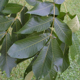 Carya laciniosa (Shellbark Hickory)