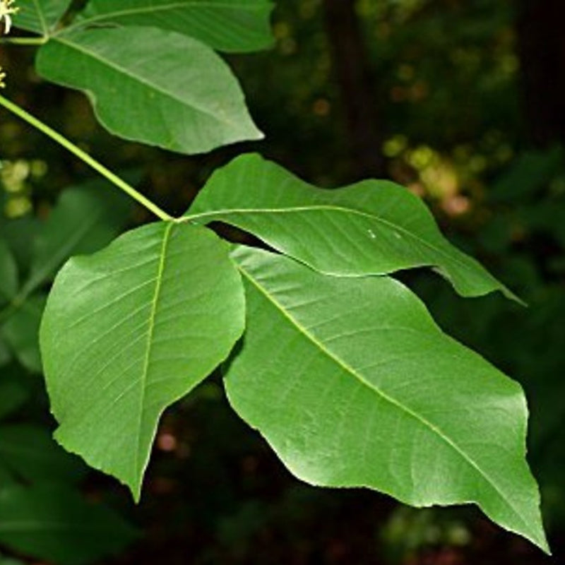 Ptelea trifoliata d.w. (Common Hoptree, Hop Tree, Wafer Ash)