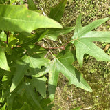 Platanus orientalis c.s. (Oriental Planetree)
