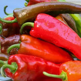 Anaheim Chile Pepper, HOT (Capsicum annuum)