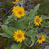 BALSAMORHIZA sagittata (Arrowleaf Balsamroot)