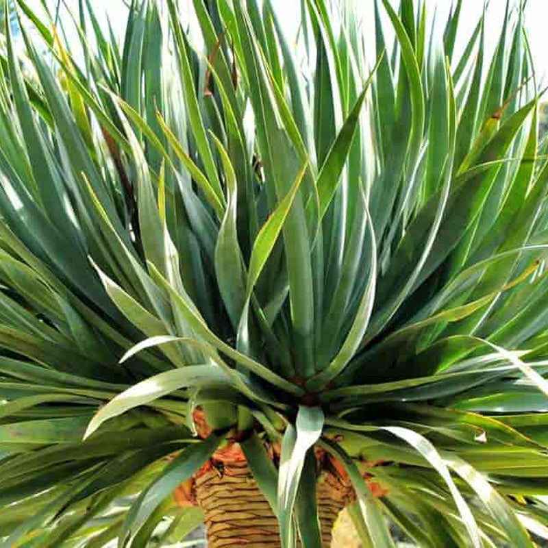 dracaena verde Dracaena draco (Dragon Tree, Canary Islands Dragon Tree, Drago) 0.5 oz (~38 Seeds)