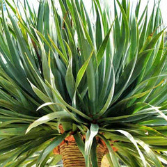 最終値下げ ① 【希少】ドラセナ ドラコ/Dracaena draco※本物 Dracaena draco, Dragon Blood Tree, Rare - 10 Se eds | eBay