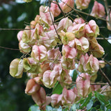 Koelreuteria paniculata (Golden Rain Tree)