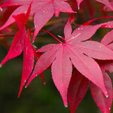 Acer palmatum (Japanese Maple), U.S.A. d.w.