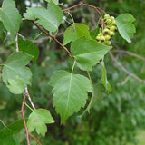Crataegus cordata (phaenopyrum) (Washington Hawthorn, Bigfruit Hawthorn, Broad-leaved Thorn, Mountain Hawthorn, Thornapple)