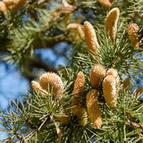 Cedrus deodara (Deodar Cedar)