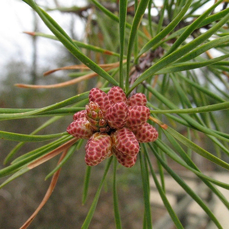 Pinus virginiana (Virginia Pine, Scrub Pine, Jersey Pine)