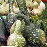 Large Mixed Gourd (Lagenaria siceraria)