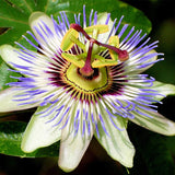 Passiflora caerulea (Bluecrown Passionflower, BLUE Passion Flower)