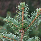 Picea retroflexa (Brush Needle Spruce, Tapao Shan Spruce, Green Dragon Spruce)