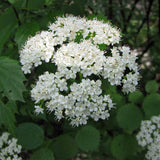 Viburnum dentatum (Arrow-wood viburnum, Southern Arrow-wood)