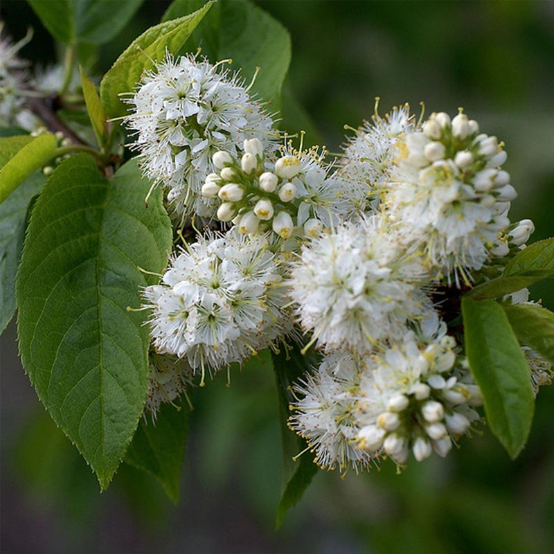 Prunus mahaleb (Mahaleb Cherry, St. Lucie Cherry)