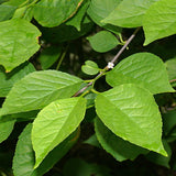 Ilex montana (Mountain Holly, Mountain Winterberry)
