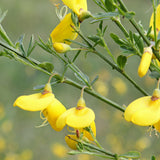 Cytisus scoparius (Scotch Broom)