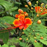 Poinciana pulcherrima (Barbados Pride, Red bird of Paradise)