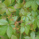 Parthenocissus quinquefolia (Virginia Creeper, Engelmann's Ivy)