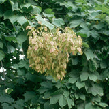 Firmiana simplex (Chinese Parasol Tree)