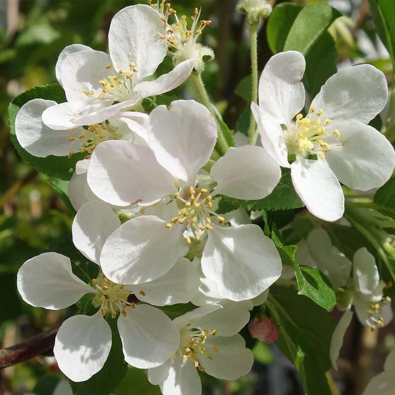 Malus pumila (Paradise Apple, Red Delicious Apple) – MySeedsCo