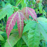 Acer elegantulum d.w. (Elegant Maple)