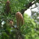 Larix sibirica (Siberian Larch)