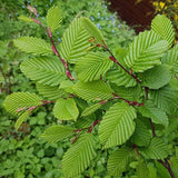 Carpinus betulus (European Hornbeam)