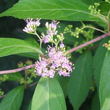 Callicarpa dichotoma d.b. (Beauty Bush)