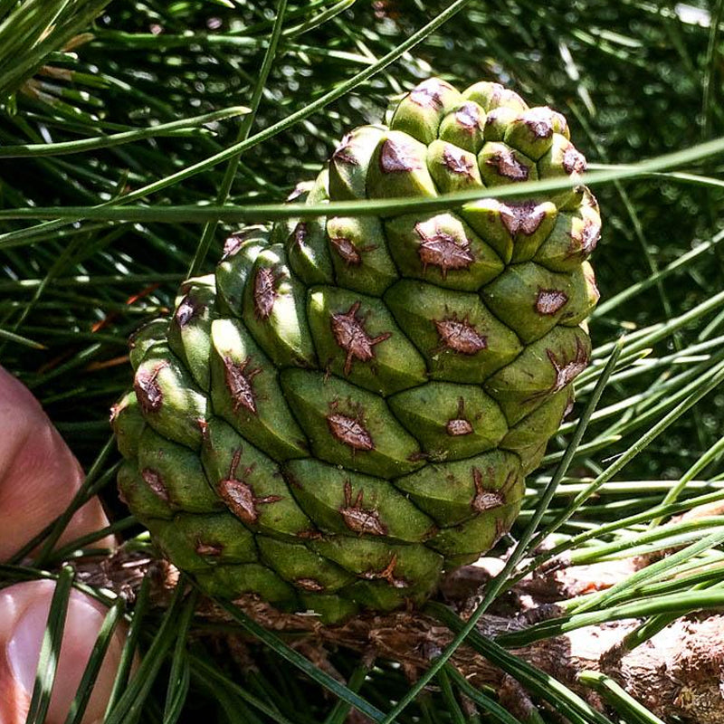 Pinus eldarica (Afgan Pine, Mondell Pine)