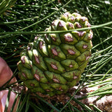 Pinus eldarica (Afgan Pine)