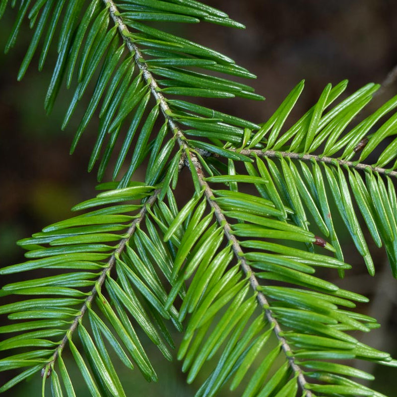 Abies balsamea (Lake State) (Balsam Fir, Canadian balsam, Eastern fir, Bracted balsam fir)