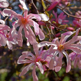 Magnolia x loebneri (Loebner Magnolia)