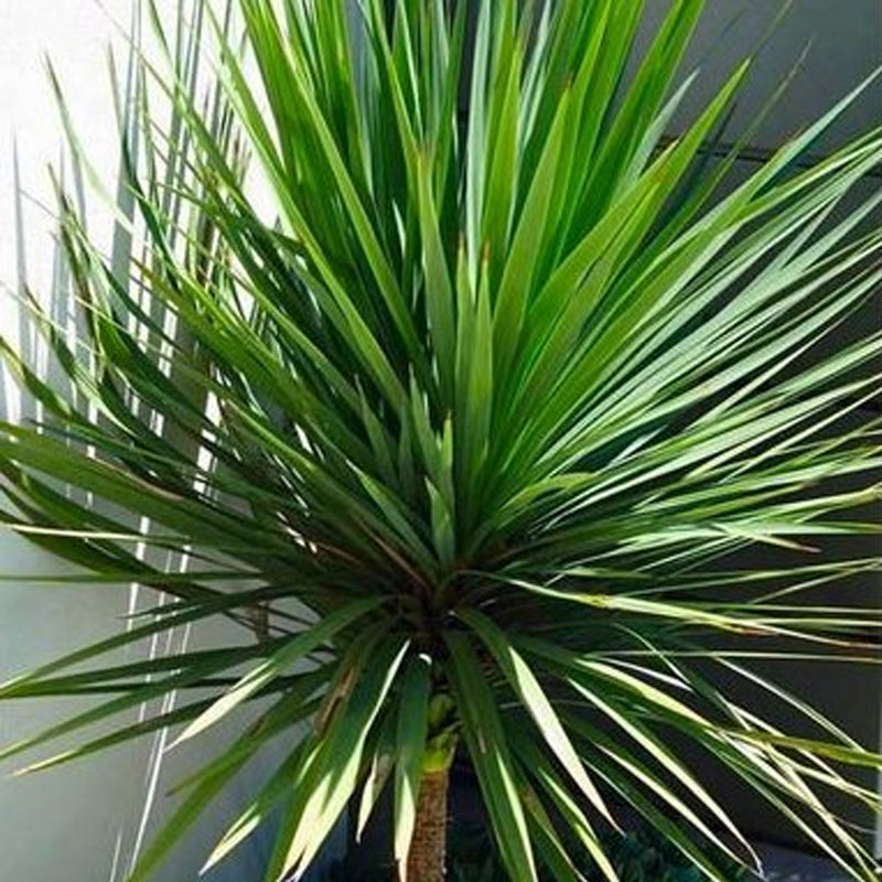 dracaena australis Cordyline indivisa (australis) (Blue Dracaena)