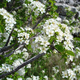 Prunus maackii Certified	(Amur Chokecherry, Mandchurian Cherry)