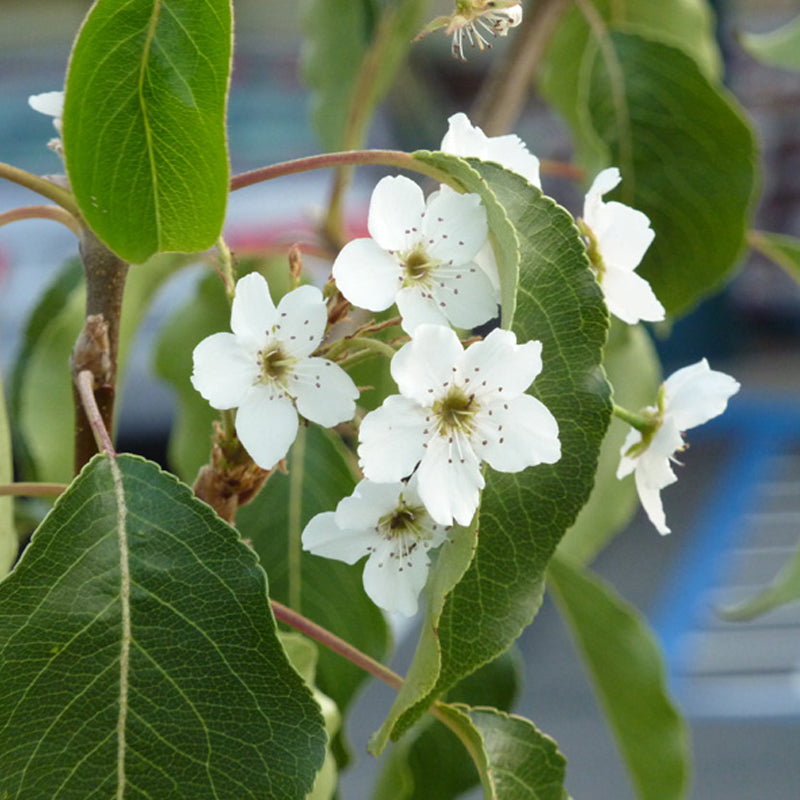 Pyrus betulifolia (Birch-leaved Pear)