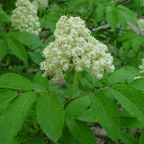 Sambucus racemosa (European Red Elderberry)