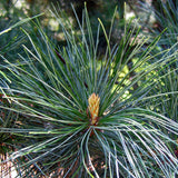 Pinus koraiensis (Korean Pine)