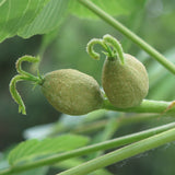 Juglans nigra Southern (Southern Black Walnut)