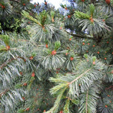 Pinus strobiformis (Southwestern White Pine, Border Pine, Chihuahua White Pine)