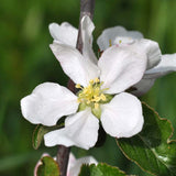 Malus pumila var. antonovka (Antonovka Apple)