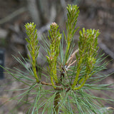 Pinus attenuata (Knobcone Pine)