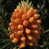 Pinus pinaster (Maritime pine, Cluster pine)