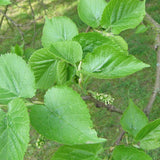 Morus nigra (Black Mulberry)